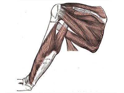Unexpected inferior shift found in patients with rotator cuff tears during active elevation